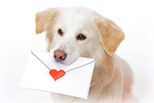 写真：犬と封筒
